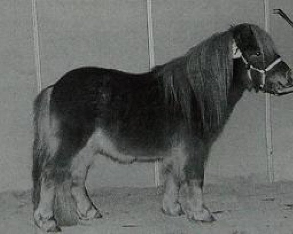 stallion High Class van de Beemster (Shetland pony (under 87 cm), 1993, from Dreadnought-Dynamic van de Beemster)