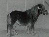 Deckhengst High Class van de Beemster (Shetland Pony (unter 87 cm), 1993, von Dreadnought-Dynamic van de Beemster)