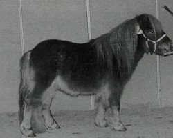 Deckhengst High Class van de Beemster (Shetland Pony (unter 87 cm), 1993, von Dreadnought-Dynamic van de Beemster)