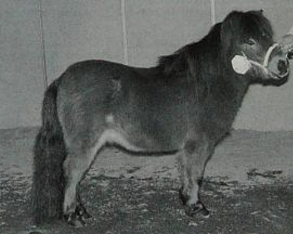 stallion Hendrik van Valkenblik (Shetland pony (under 87 cm), 1993, from Donald van de Belschuur)