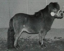 Deckhengst Hendrik van Valkenblik (Shetland Pony (unter 87 cm), 1993, von Donald van de Belschuur)