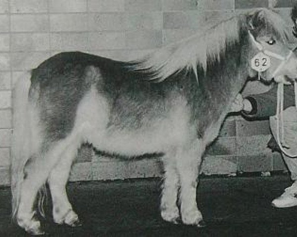 Deckhengst Hasard van Spuitjesdom (Shetland Pony (unter 87 cm), 1993, von Vorden Buddleia)