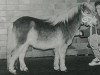 Deckhengst Hasard van Spuitjesdom (Shetland Pony (unter 87 cm), 1993, von Vorden Buddleia)