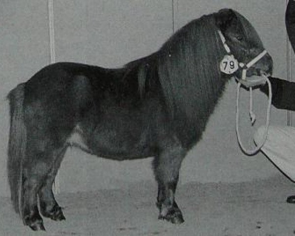 Deckhengst Harley van de Nijkampshoeve (Shetland Pony (unter 87 cm), 1993, von Dempsy van de Dennenhove)