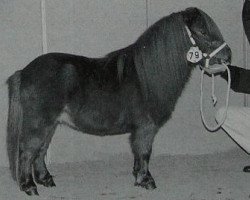 stallion Harley van de Nijkampshoeve (Shetland pony (under 87 cm), 1993, from Dempsy van de Dennenhove)