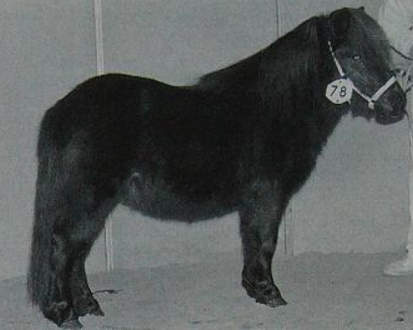 broodmare Happy Go Lucky of the Blue Stable (Shetland pony (under 87 cm), 1993, from Cornelis v.h. Emsterbroek)