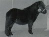 Zuchtstute Happy Go Lucky of the Blue Stable (Shetland Pony (unter 87 cm), 1993, von Cornelis v.h. Emsterbroek)