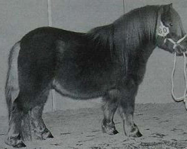 stallion Hairos van Stal Fortuna (Shetland pony (under 87 cm), 1993, from Cuno v.d. Lindenhof)