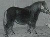 stallion Hairos van Stal Fortuna (Shetland pony (under 87 cm), 1993, from Cuno v.d. Lindenhof)