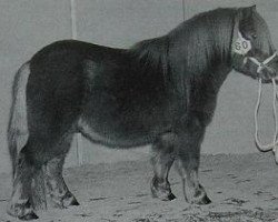 Deckhengst Hairos van Stal Fortuna (Shetland Pony (unter 87 cm), 1993, von Cuno v.d. Lindenhof)