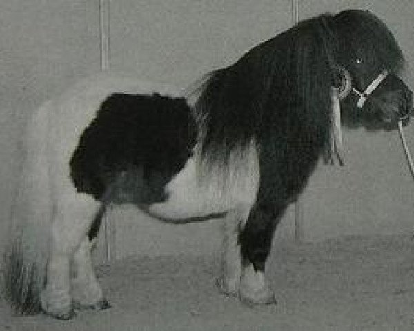 Deckhengst Gust de Bibiana (Shetland Pony (unter 87 cm), 1989, von Raki de la Croix de Lorraine)