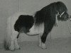 stallion Gust de Bibiana (Shetland pony (under 87 cm), 1989, from Raki de la Croix de Lorraine)