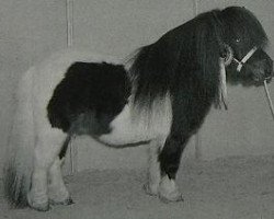 stallion Gust de Bibiana (Shetland pony (under 87 cm), 1989, from Raki de la Croix de Lorraine)