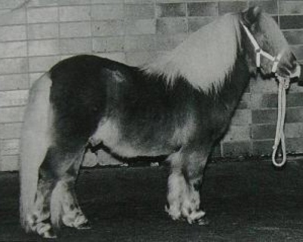 Deckhengst Fairy Redstart (Shetland Pony (unter 87 cm), 1980, von Claret)