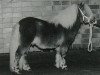 stallion Fairy Redstart (Shetland pony (under 87 cm), 1980, from Claret)