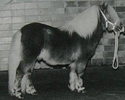 stallion Fairy Redstart (Shetland pony (under 87 cm), 1980, from Claret)