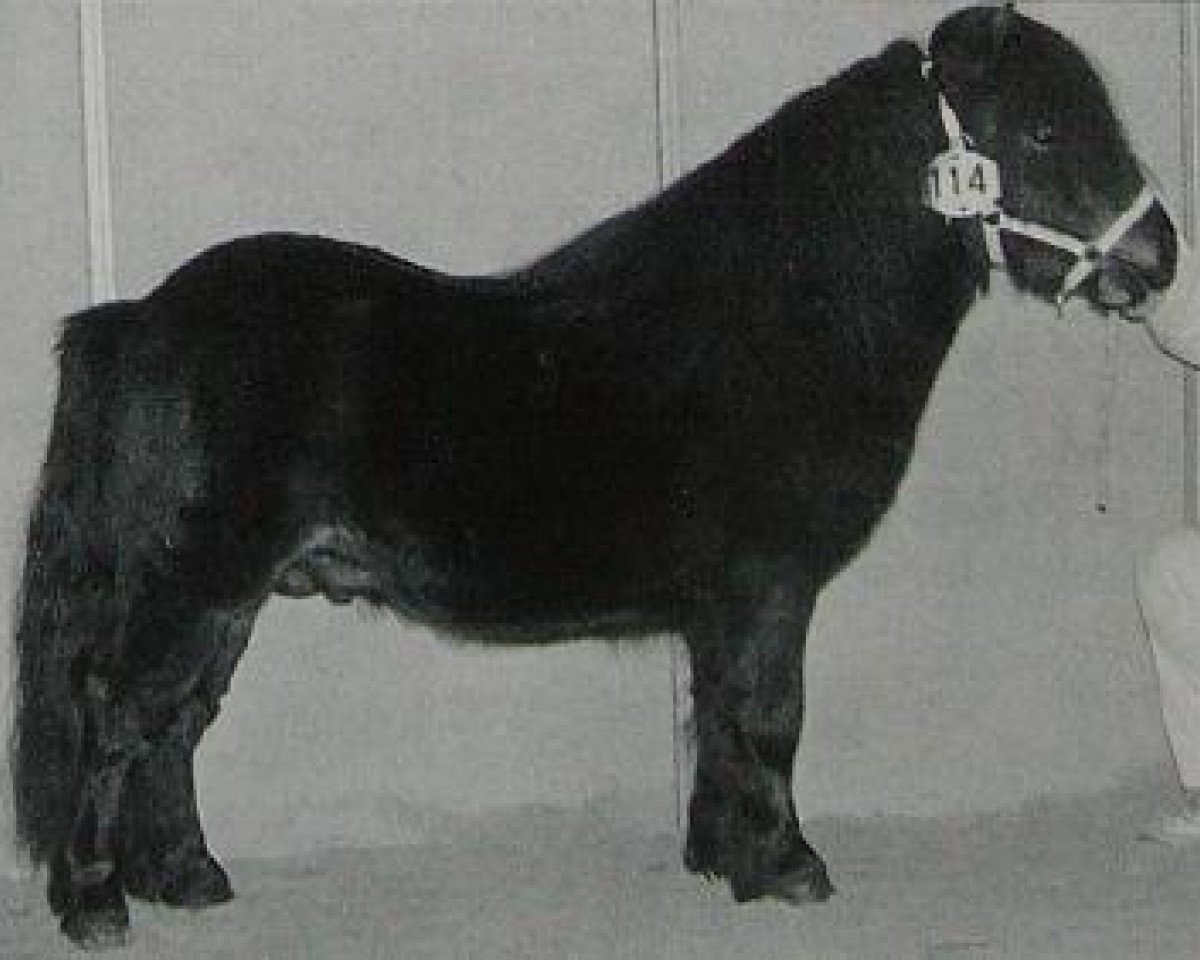 stallion Croft Happy Song (Shetland pony (under 87 cm), 1992, from Birling Sebastian)