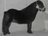 stallion Croft Happy Song (Shetland pony (under 87 cm), 1992, from Birling Sebastian)