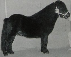 stallion Croft Happy Song (Shetland pony (under 87 cm), 1992, from Birling Sebastian)