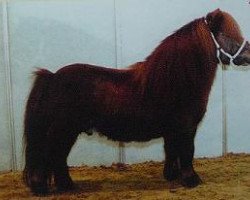 stallion Harlequin Tosca (Shetland pony (under 87 cm), 1992, from Birling Benjamin)