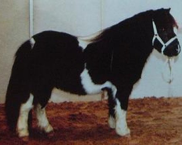 Deckhengst Blazefield Franco (Shetland Pony (unter 87 cm), 2000, von Fredrick the Great)