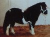 Deckhengst Blazefield Franco (Shetland Pony (unter 87 cm), 2000, von Fredrick the Great)