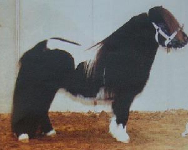 Deckhengst Morjoy Nickel (Shetland Pony, 1999, von Bulkgwyn Humbug)