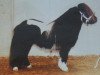 Deckhengst Morjoy Nickel (Shetland Pony, 1999, von Bulkgwyn Humbug)