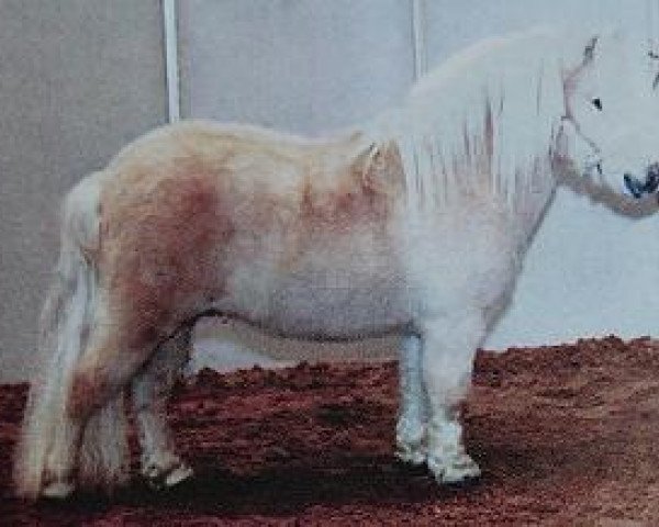 stallion Kerswell Solar (Shetland pony (under 87 cm), 1995, from Tyros Storm of Lambridge)