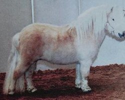 Deckhengst Kerswell Solar (Shetland Pony (unter 87 cm), 1995, von Tyros Storm of Lambridge)