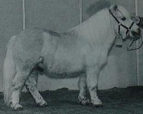 stallion Kerswell Frisk (Shetland pony (under 87 cm), 1992, from Tyros Storm of Lambridge)