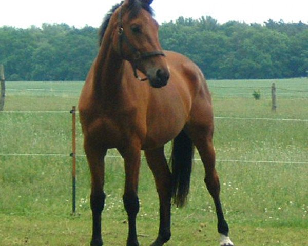 broodmare Chipsy (Saxony-Anhaltiner, 2002, from Cardenio)