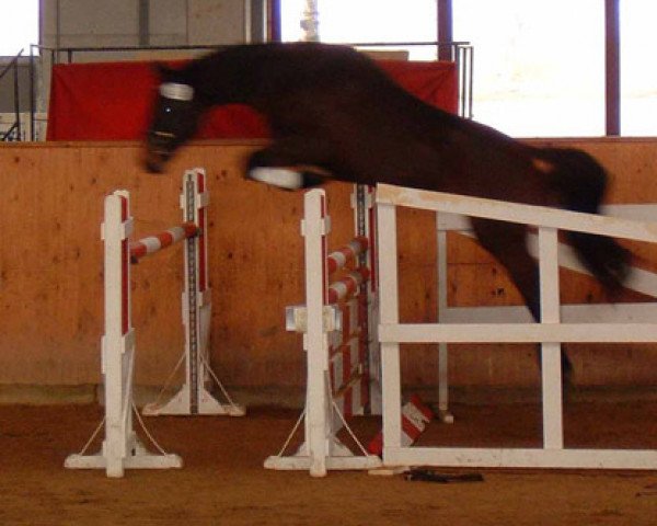broodmare Clea (German Sport Horse, 2003, from Cardenio)