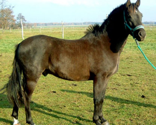 horse Shadow 350 (German Riding Pony, 2000, from Zandheuvel's Sunny Boy)