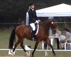 jumper King Elvis 2 (German Riding Pony, 2002, from King Bjuti)