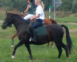 broodmare Elbfee (German Riding Pony, 1997, from Silvertop's Robin)