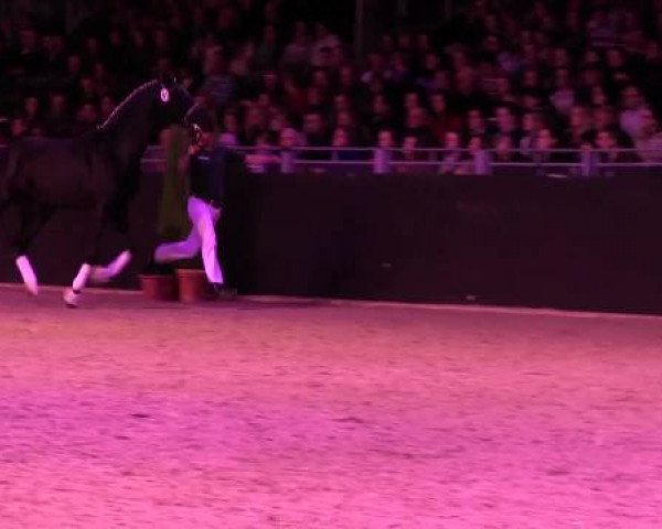 Hengstschau Equitana 2013
