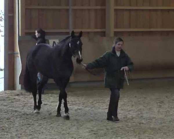 Freispringen RFV Schwendi, 03.03.3013, Abteiltung 3, 5-jährige