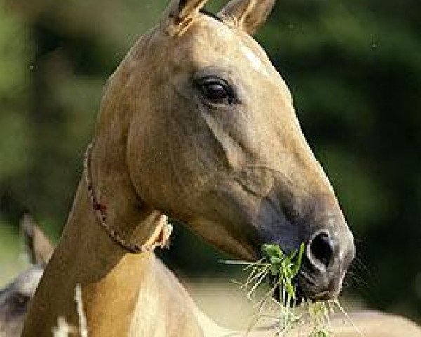 broodmare Yalka (Akhal-Teke, 2003, from Karador)