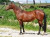 broodmare Drakhma (Akhal-Teke, 2001, from Asman)