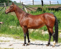 broodmare Drakhma (Akhal-Teke, 2001, from Asman)