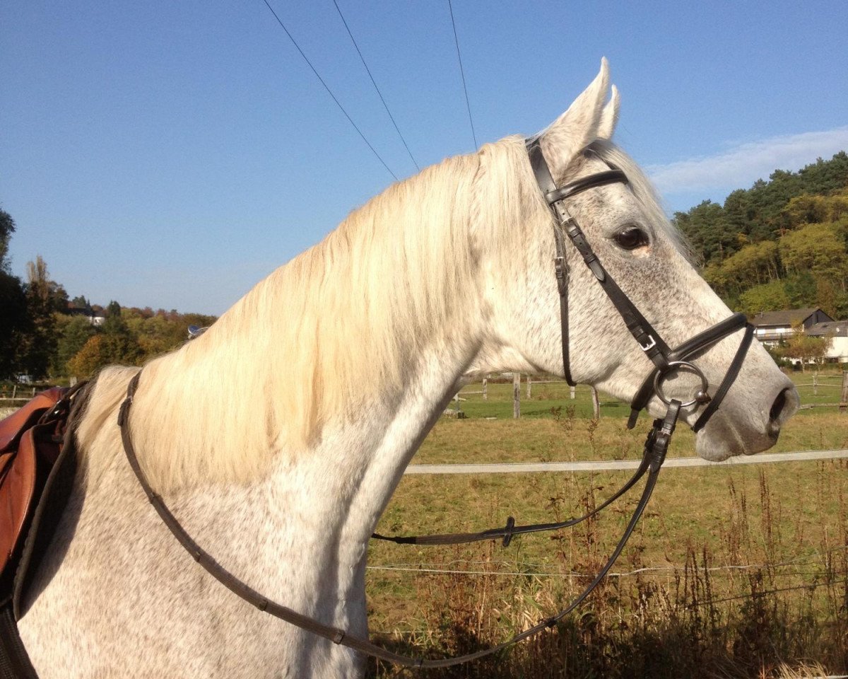 broodmare Cinderella (Zweibrücken, 1998, from Carlos DZ)