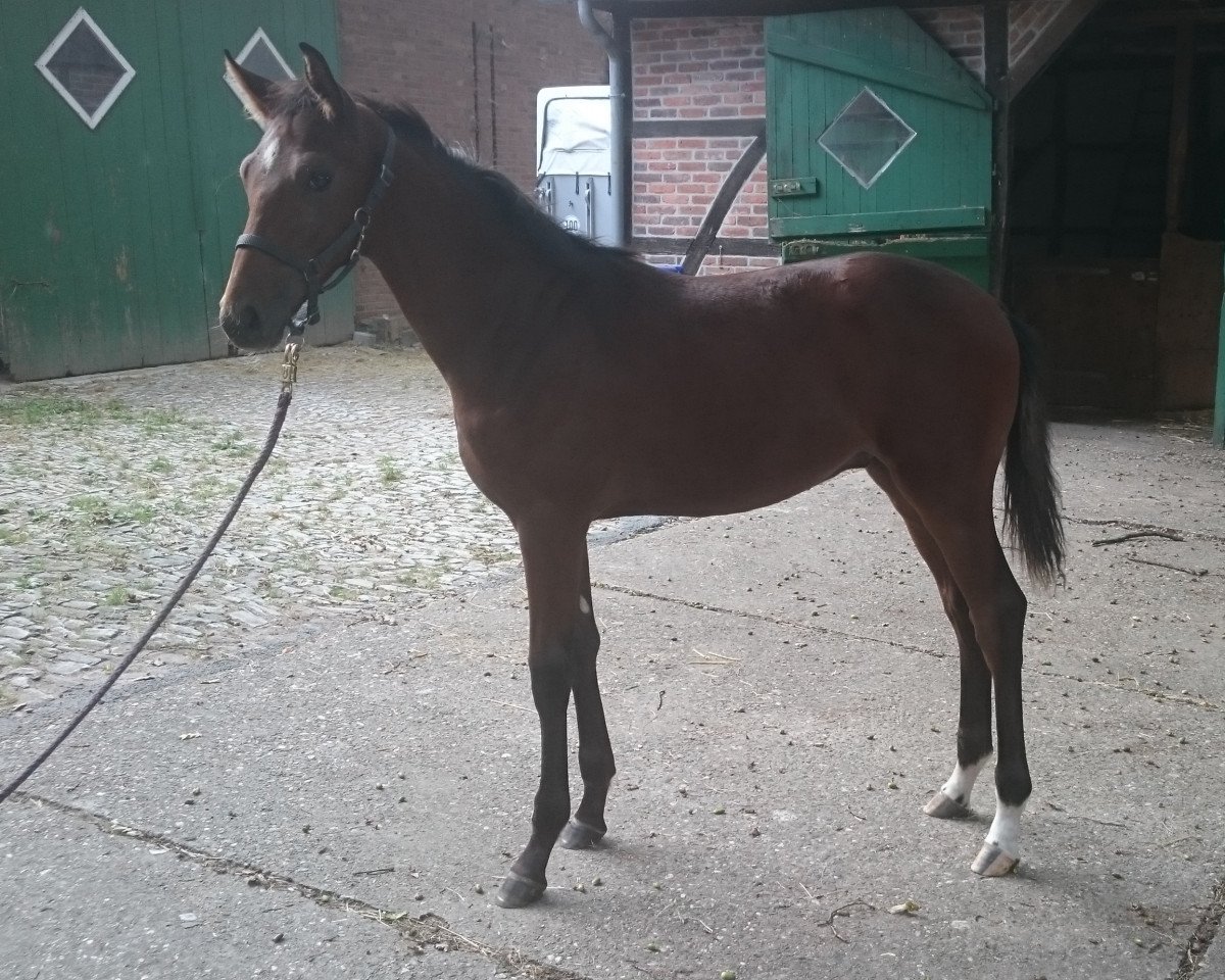 dressage horse QC Flic Flac (Westphalian, 2015, from FOLLOW ME OLD)