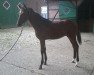 dressage horse QC Flic Flac (Westphalian, 2015, from Follow Me OLD)