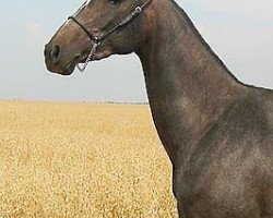 broodmare Omega (Akhal-Teke, 2001, from Maksut 2)