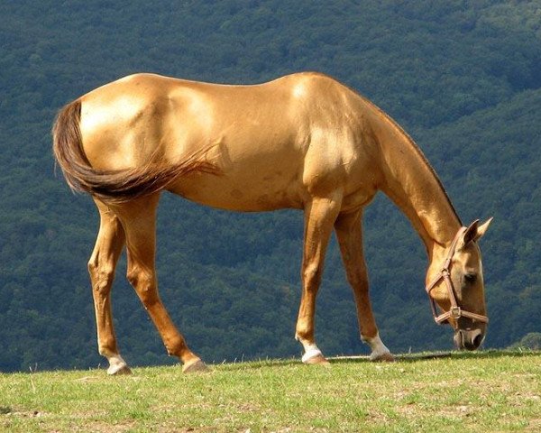 Zuchtstute Bibikhanum (Achal Tekkiner, 2000, von Alsakar)