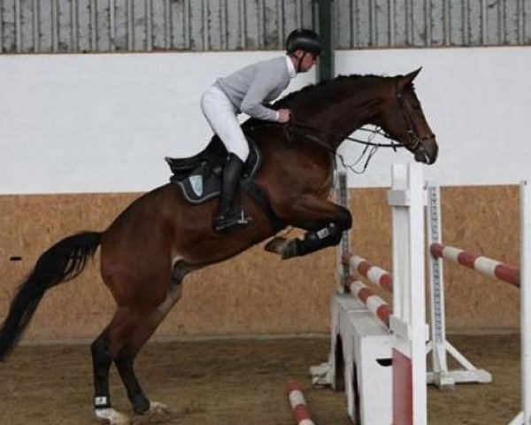 dressage horse Cotton-Club (Oldenburg, 2008, from Contendro I)