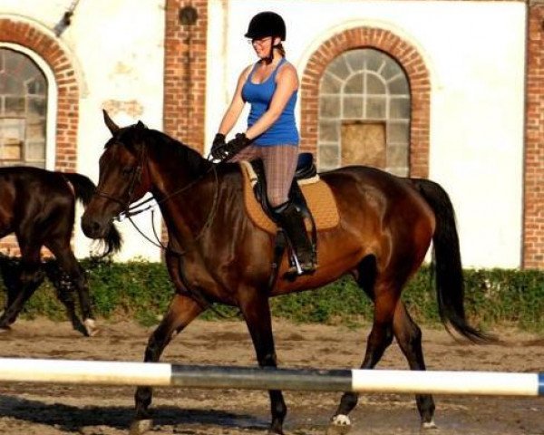 broodmare Artemiza (Polish Warmblood, 2005, from Cottonclub)