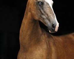 broodmare Omelia (Akhal-Teke, 1998, from Maksut 2)