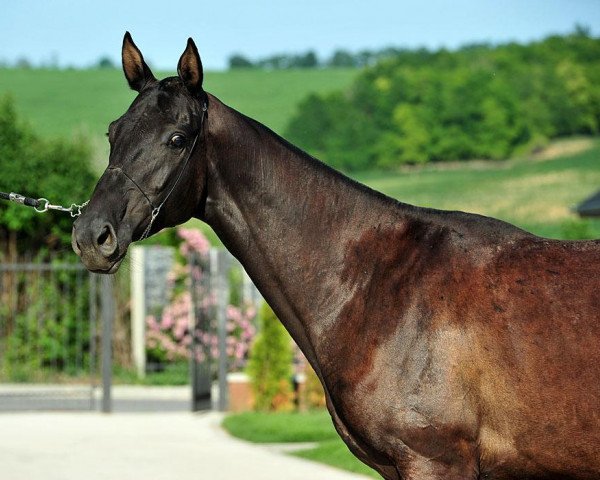 broodmare Astigma (Akhal-Teke, 2008, from Gazomet)